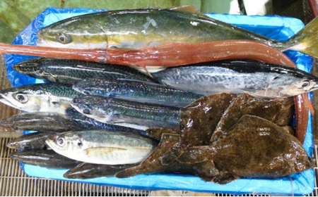 漁協からの贈り物（旬の地魚の詰合せ） mi0014-0017