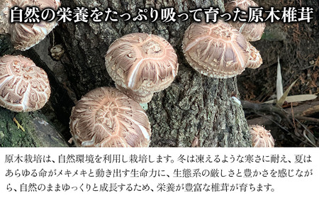 乾燥椎茸 ステーキ用 原木椎茸 80g～120g | きのこ しいたけ 原木栽培 乾しいたけ 干し椎茸 乾燥しいたけ 大分県産 九州産 国産 大分県 中津市