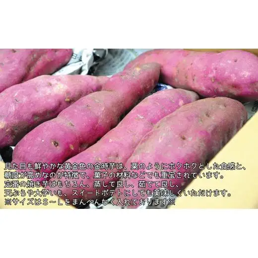 『えがお畑』で採れたサツマイモ金時芋 2.5kg