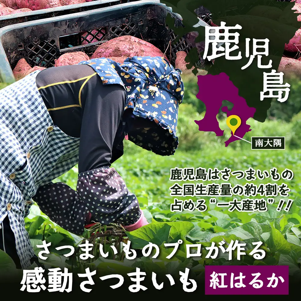 【先行予約：11月下旬配送～】熟成 さつまいも 紅はるか 5kg Mサイズ (おすそ分け袋／美味しい焼き芋の焼き方 説明書付き） FR-214 ｜ 秋の味覚 2026年秋収穫 貯蔵 長期熟成 糖化 さつまいも サツマイモ 感動サツマイモ 焼き芋 べにはるか 使いやすい 野菜 ねっとり 濃厚 おやつ おかず お弁当 煮物 芋ごはん 味噌汁 産地直送 鹿児島県 南大隅町 株式会社フォレスト