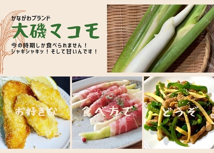 かながわブランド 大磯マコモ(2kg 10～18本程度)【栽培期間中農薬不使用】＜出荷開始：2026年10月8日出荷開始～2026年11月7日出荷終了＞【 マコモタケ マコモダケ 神奈川県 大磯町 炒め物 大磯町特産品 季節野菜 】