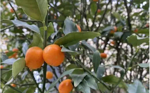 【ふるさと納税】貯蔵みかん 10kg (S～2Lサイズおまかせ) / 蜜柑 果物 オレンジ 紀美野町産 ※2027年1月中旬～2月下旬に順次発送【frt005-r-tyo-10】