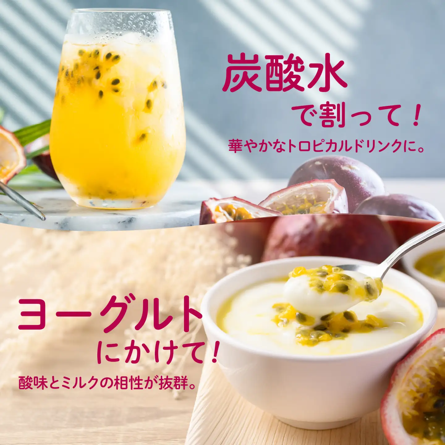 《令和8年度》 種子島産パッションフルーツ 1ケース ( 12個入り )  パッションフルーツ 果物 フルーツ 食品 グルメ お取り寄せ お中元 人気 おすすめ 返礼品 南種子町 鹿児島 かごしま 【有限会社新栄物産】
