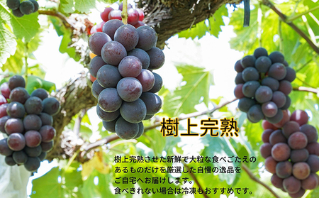 厳選 ニューピオーネ 2房 合計1.0kg以上  岡山県産 ピオーネ