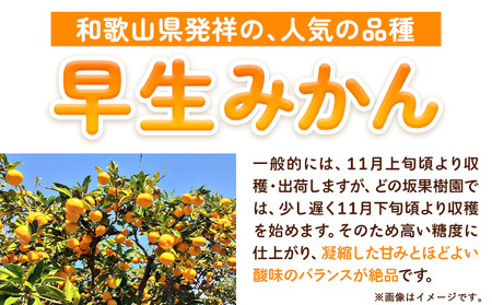 【ふるなびWEEK対象】訳あり早生みかん 10kg みかん