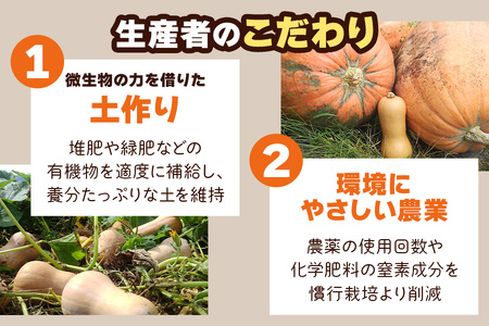 バターナッツかぼちゃ 20kg [数量限定／期間限定] 8月下旬より順次発送｜南瓜 カボチャ 産地直送 農家直送 野菜 甘楽町産 群馬県産 吉田農場 先行予約 [0215]