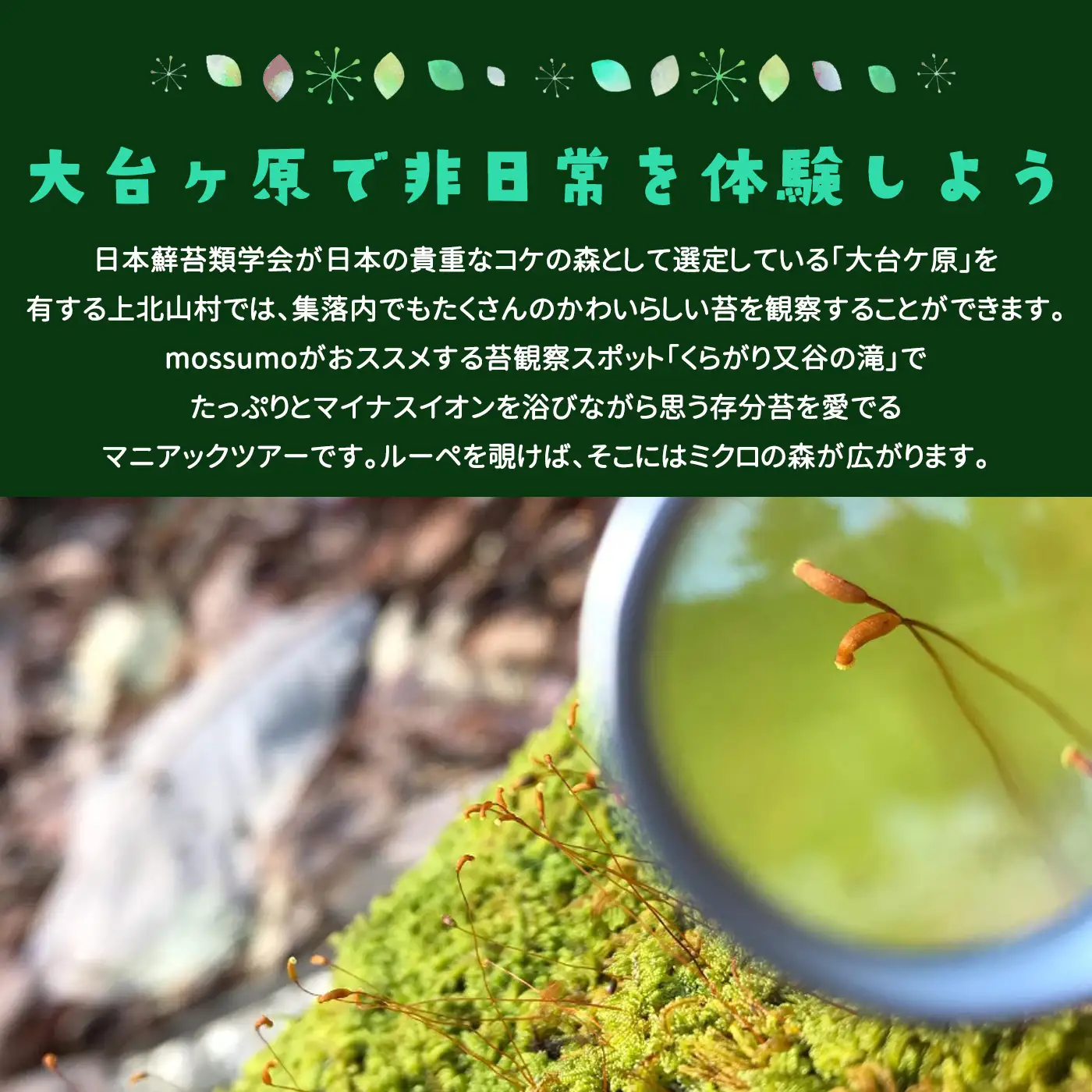 「マイナスイオンたっぷりの滝見学と苔観察」体験割引券（3,000円分）