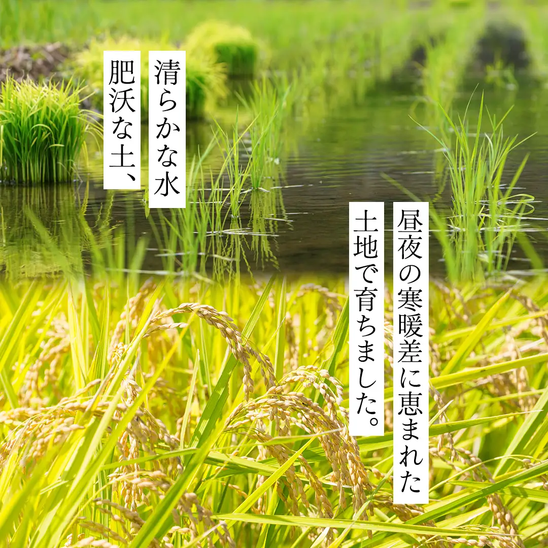 《 令和8年産 》 全3回 定期便 桜川市産 こしひかり 15kg × 3回 新米 先行予約 3ヶ月 茨城県 桜川市 米 お米 白米 コメ ごはん 精米 コシヒカリ 国産 限定 銘柄米  [SC035sa]