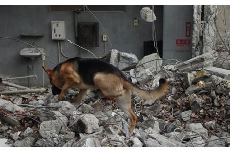 日本捜索救助犬協会の活動を応援！1万円 ｜犬 猫 被被災地支援