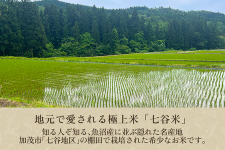 【令和8年産新米先行予約】【定期便6ヶ月毎月お届け】新潟産コシヒカリ 加茂市七谷産 棚田米 精米5kg 《9月下旬～順次出荷》 白米 真空パック 青柳米店