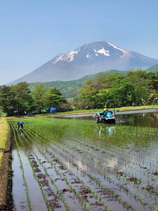 岩手のお米食べ比べいわてっこ4㎏（2㎏×2袋）あきたこまち4㎏（2㎏×2袋）