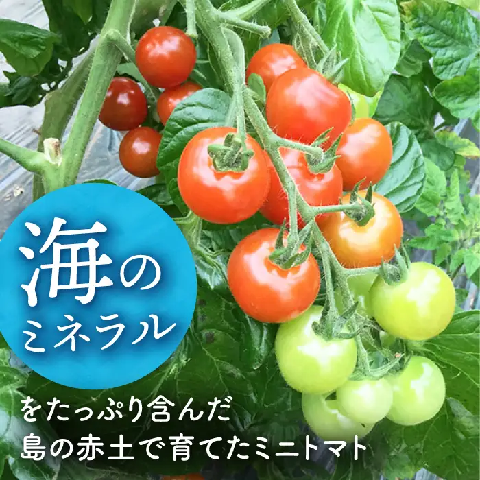 4色5種MIX カラフルミニトマト 約1.2kg [DAE001] ミニトマト