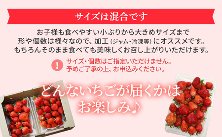 いちご ジャム用あまおういちご 2kg 【2月後半～5月前半発送】BD07