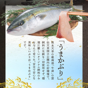 S137-008_【天草育ち】活じめ！新鮮うまかぶり　まるまる1本！（内臓処理済）約3kg