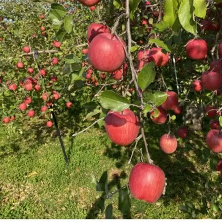 SevenApple木村農園から直送　樹上完熟さんふじ3kg_果物・フルーツ りんご  リンゴ 林檎_【1313967】