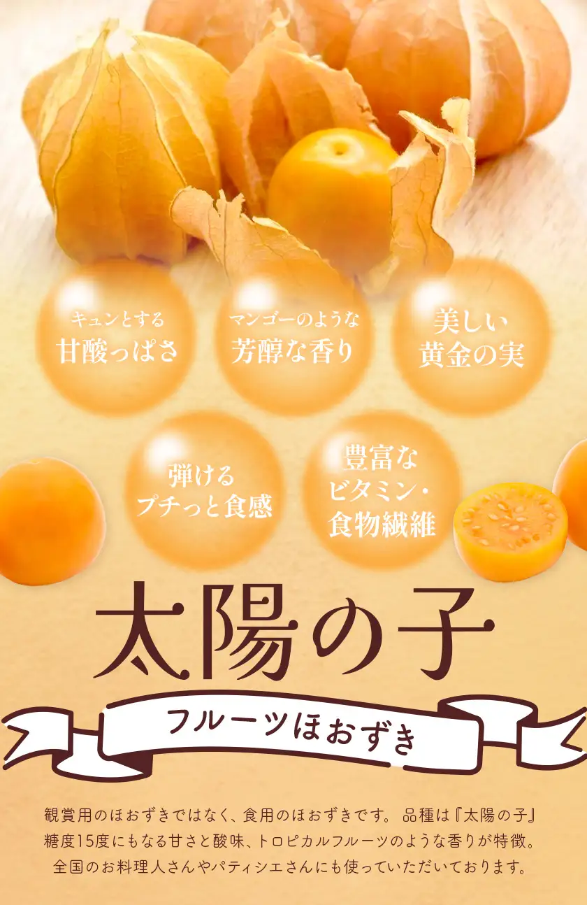 【先行予約】フルーツ ほおずき 太陽の子 約500g ホオズキ 北海道