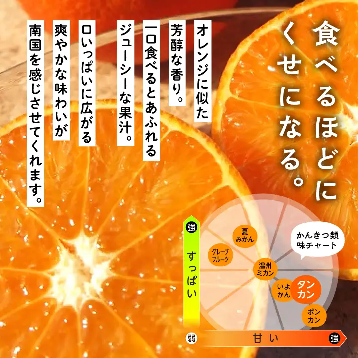 《 先行予約 》種子島産 タンカン 約5kg （24玉～30玉）【2027年2月中旬～3月中旬頃順次発送】【南種子町果樹部会】