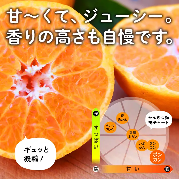 《 先行予約 》 種子島産ポンカン約5kg （24玉～30玉）【2026年12月中旬頃～1月中旬頃順次発送 】【南種子町果樹部会】