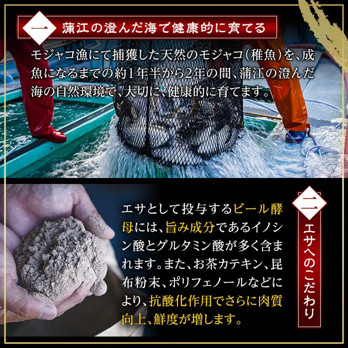 ＜先行予約受付中！2026年11月以降順次発送予定＞豊後ハマチ 若武者(丸一本) ハマチ はまち 鮮魚 旬 刺身 鰤しゃぶ 竜田揚げ りゅうきゅう 国産 大分県 佐伯市 特産品【GS001】【浪井丸天水産】