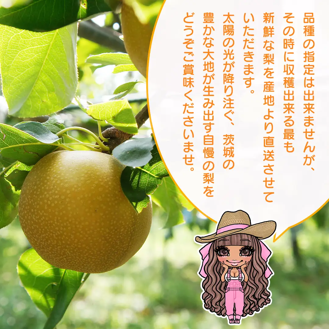 【 先行予約 】 品種おまかせ 採れたて 完熟天使の 甘梨 約 5kg （ 茨城県共通返礼品： かすみがうら市 ） 【 2026年8月中旬頃発送 】