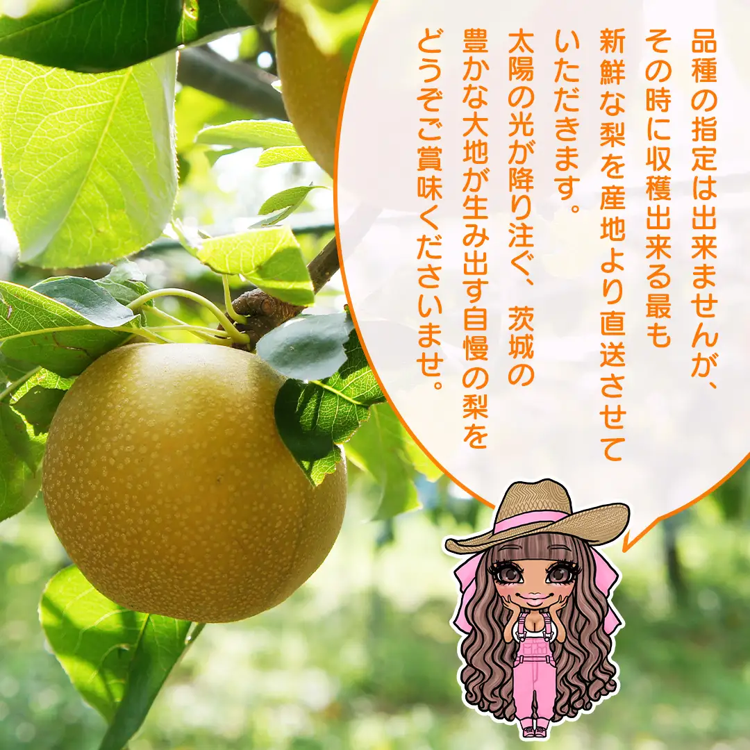 【 先行予約 】 品種おまかせ 採れたて 完熟天使の 甘梨 約 3kg （ 茨城県共通返礼品： かすみがうら市 ） 【 2026年8月中旬頃発送 】 