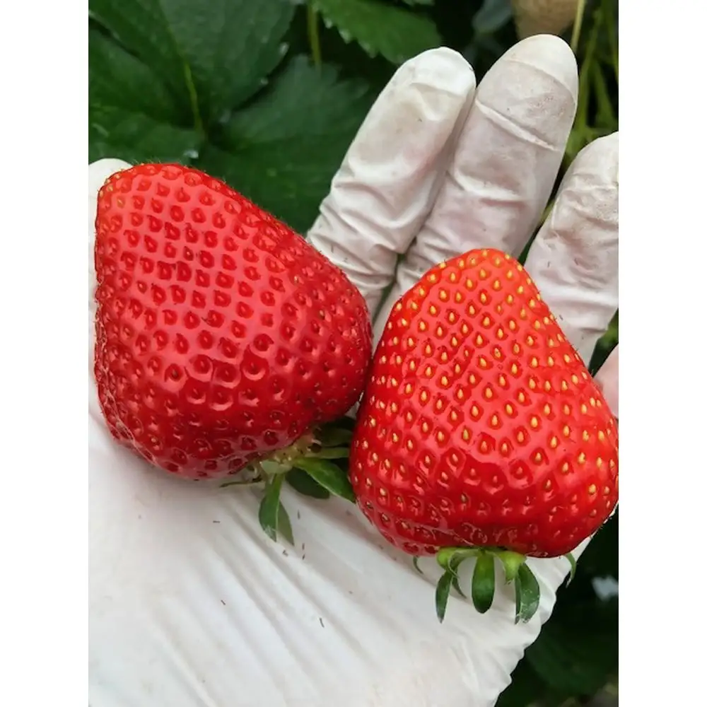 【先行予約】【2027年1月中旬より順次発送】福岡県産　苺　よつぼし　250g×4パック【ナチュレッシュ・ファーム・ジェイピー】_HA1387