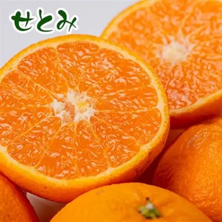 せとみ＆はるみの食べ比べ_果物・フルーツ  柑橘 _【1430970】