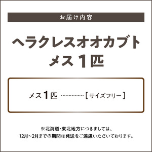 【ヘラクレスオオカブト】メス1匹（フリーサイズ）_ヘラクレスオオカブト メス 1匹 サイズフリー 養殖工房 累代飼育 自家製 オリジナルマット 産卵 幼虫 管理 成虫 ヘラクレス オオカブト コガネムシ科 カブトムシ 甲虫 昆虫 生体 飼育 観察 鑑賞 生き物 生物 お取り寄せ 福岡県 久留米市 送料無料 〔Pb004〕