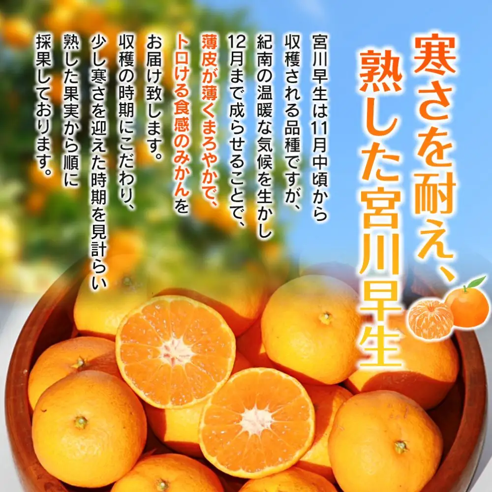【先行予約】完熟早生みかん　宮川早生１kg※2026年12月から順次発送予定※【期間限定・12/20まで受付】 / 和歌山県 ミカン フルーツ 果物 柑橘 田辺市 【nak004】