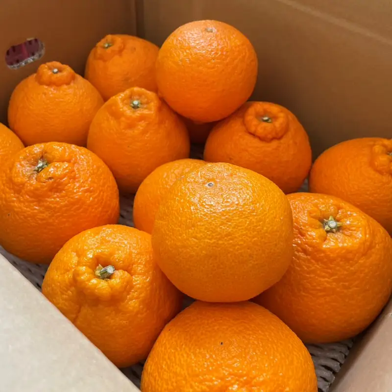 不知火 4kg 不知火 【nak015-1】