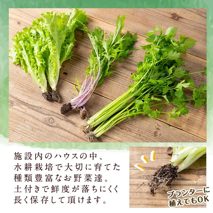 i678-B ＜定期便・計6回(連続月)＞ひかりのお野菜(約10束・5～6種) 野菜 やさい 葉物 旬 定期便 ほうれん草 水菜 チンゲン菜 小松菜 リーフレタス ルッコラ 水耕栽培 ミックスリーフ 山東白菜 何が届くかはお楽しみ【ひかりの郷】