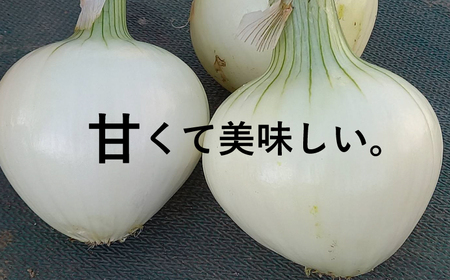 新たまねぎ3kg 野菜 サラダ 玉ねぎ たまねぎ スープ カレー たまねぎ 国産 オニオン お取り寄せ 常温 送料無料 青果市場 愛媛県 愛南町 発送:11月上旬?