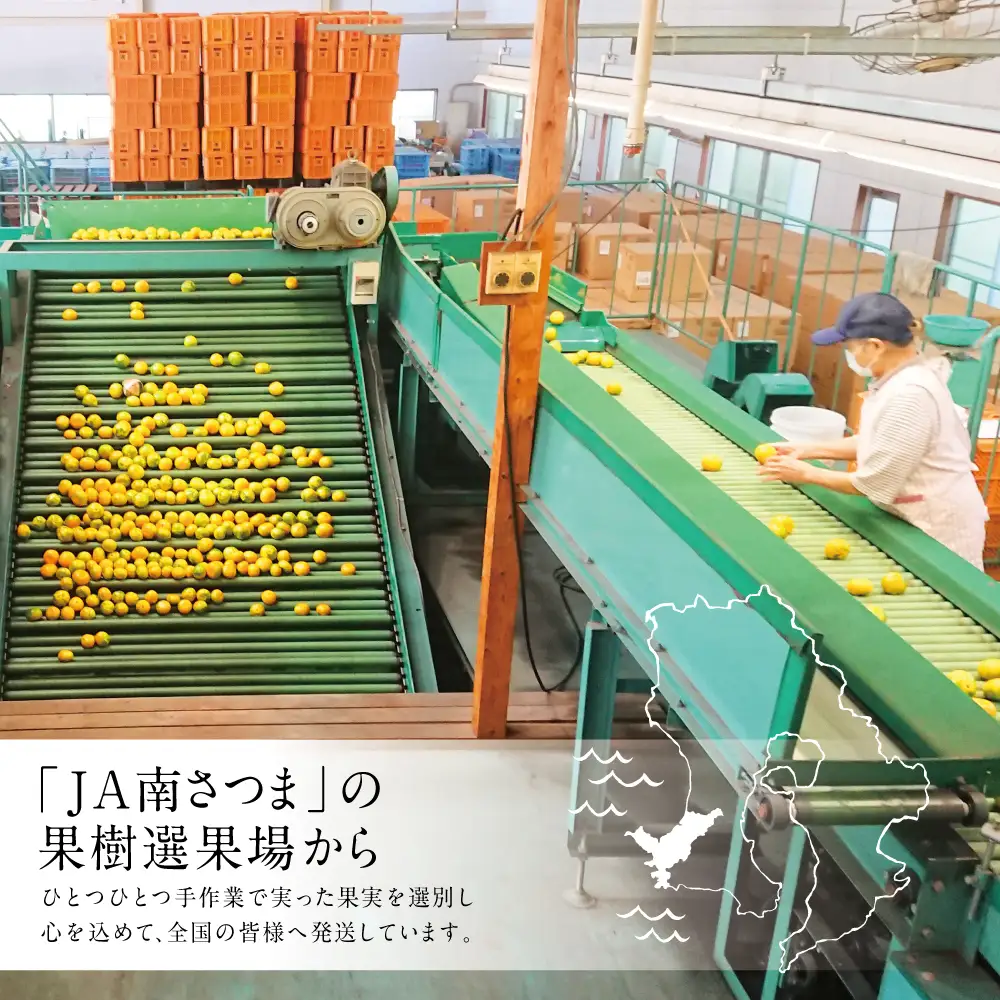【先行受付：9月発送開始】鹿児島県産 ゆら早生みかん 約5kg ≪ 期間限定 ≫ 先行予約 柑橘 くだもの フルーツ 果実 みかん ミカン 蜜柑 温州みかん 極早生 わせみかん 甘味 ジューシー 鹿児島県南さつま市産 国産 国内産 JA南さつま