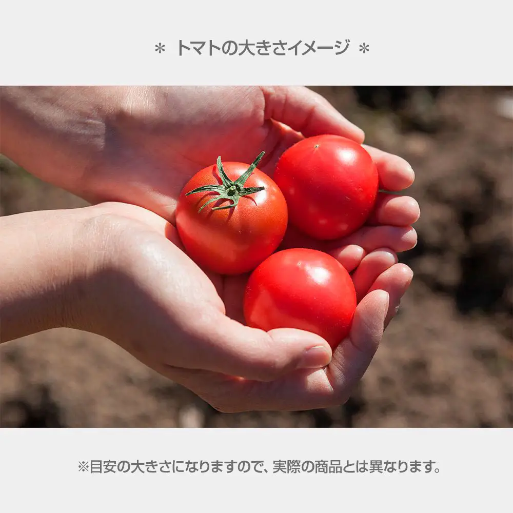 【先行予約】あまいこトマト 約1kg ＜2027年1月?発送＞ / トマト ミニトマト フルーツトマト 糖度7〜8度 高知県産 アイコ アイコトマト 健康 酸味控えめ 美味しい【池トマト】[BQAG025]