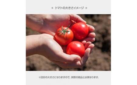 【先行予約】フルーツトマト特選ギフト 約800g ＜2027年1月?発送＞ / 特Aランク トマト フルーツトマト 池トマト 糖度10度以上 高糖度 高知県産 ギフト 箱入り 贈答用 贈り物 健康【池トマト】[BQAG024]