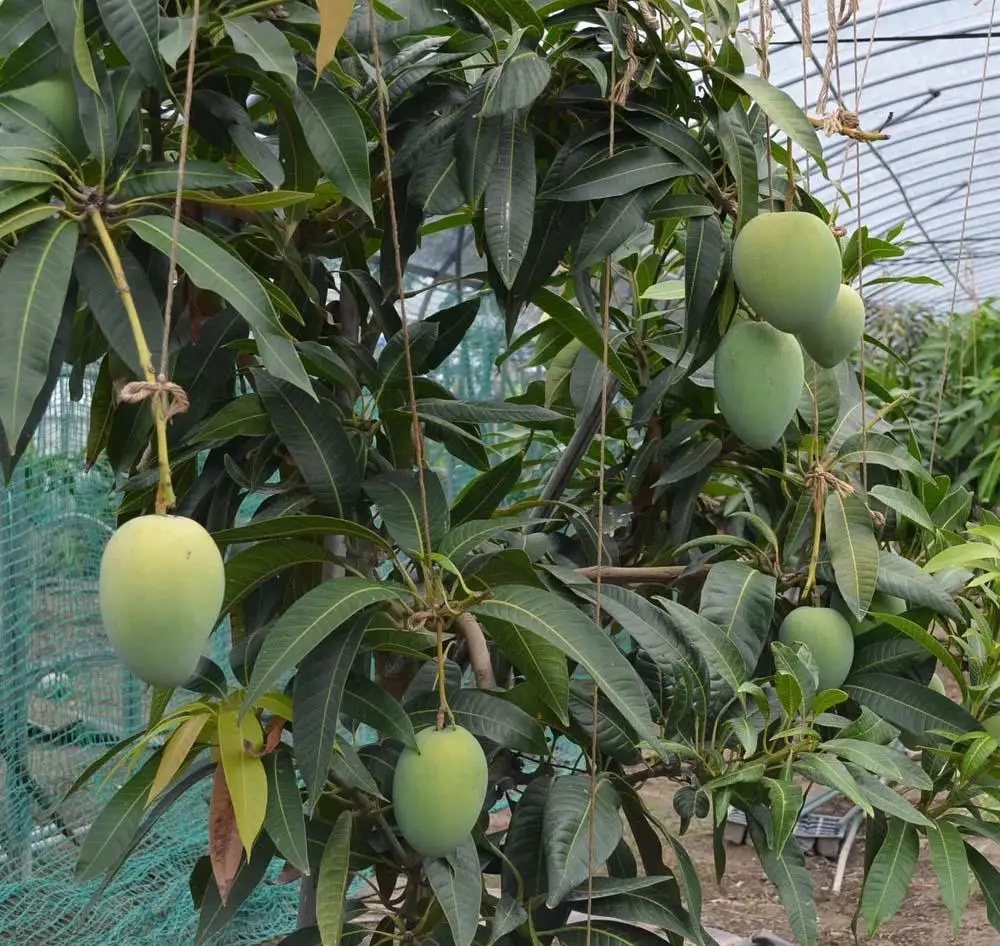 激レア マンゴー［金蜜］約1kg 和歌山市［2026年8月下旬頃から発送］