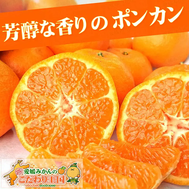 訳あり ポンカン 8kg 先行予約 中井屋 愛媛みかん 愛媛みかん B010-173003