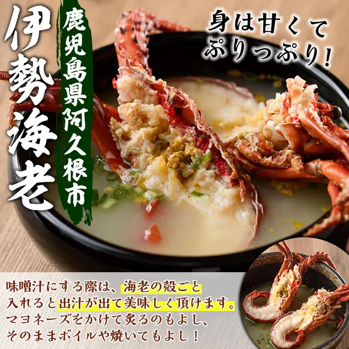 期間・数量限定！鹿児島県産 伊勢海老(5尾・計600g～700g) 国産 鹿児島県産 海老 えび エビ 伊勢海老 味噌汁 小サイズ 刺身 海鮮 海の幸 海産物【福美丸水産】akn033-21