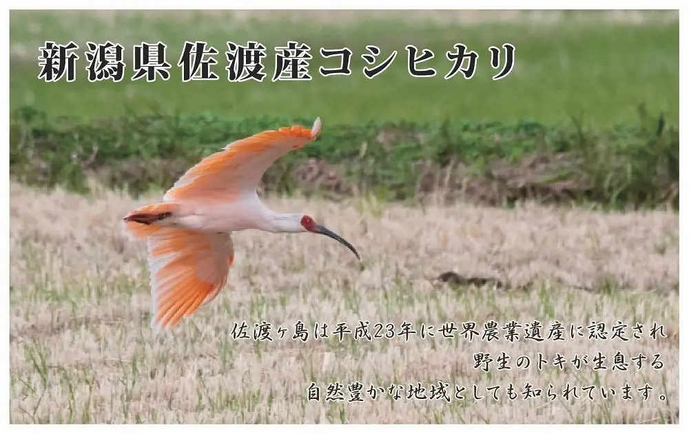 無洗米 10kg 5キロ×2袋 コシヒカリ 令和8年 | 新潟県 佐渡市 コシヒカリ