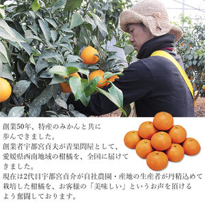 【先行予約】紅まどんなと同品種！＜愛媛まどんな 約2.5kg（約7～15個入り）＞柑橘 フルーツ オレンジ マドンナ 愛媛果試第28号 期間限定 季節 食べて応援 贈答用 ギフト 特産品 宇都宮物産 愛媛県 西予市【常温】『2026年11月下旬～12月下旬迄に順次出荷予定』UUB0037