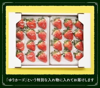 【令和9年発送】大粒さがほのか9~12粒入×2パック 【 国産 イチゴ 苺 果物 くだもの 期間限定 数量限定 】 