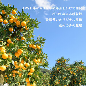 【2027年1月下旬ごろ順次発送】甘平 約3kg | みかん 柑橘 愛媛三大高級柑橘( 紅まどんな せとか 甘平 )【SHM0041】
