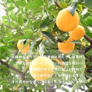 【2027年1月下旬ごろ順次発送】 伊予柑 約5kg | みかんみかんみかんみかんみかんみかん【SHM005】