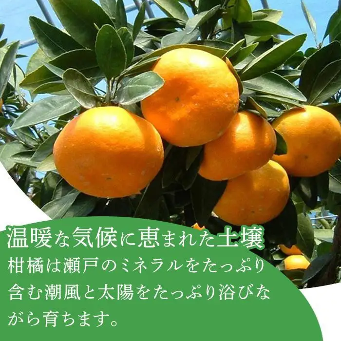 はれひめ「みかんの甘み」と「オレンジの香り」の新品種！4kg