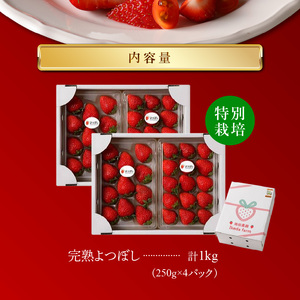 池田農園の特別栽培完熟よつぼし　250g×4パック_池田農園 特別栽培 完熟 よつぼし 250g × 4パック 濃厚 甘い 安心安全 栄養価が高い 福岡エコ農産物 いちご 果物 フルーツ スイーツ いちご煮 いちごジャム スムージー おやつ ストロベリー ゆりかーご お取り寄せ 贈り物 福岡県 久留米市 送料無料 〔Fi112〕