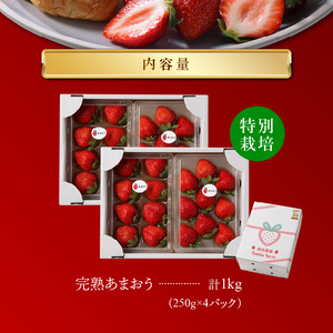 池田農園の特別栽培完熟あまおう　250g×4パック_池田農園 特別栽培 完熟 あまおう 250g×4パック 糖度 酸味 安心安全 栄養価が高い 福岡エコ農産物 いちご 果物 フルーツ スイーツ いちご煮 いちごジャム スムージー おやつ ストロベリー ゆりかーご お取り寄せ 贈り物 福岡県 久留米市 送料無料 〔Fi064〕