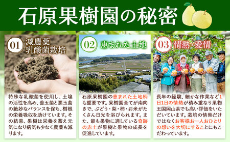 【先行予約】梨 なし 乙女梨 6～9玉 4kg 以上 石原果樹園　フルーツ 果物 新鮮 《11月中旬-12月下旬頃より発送予定》岡山県 浅口市 果物 フルーツ 梨 鴨梨 備前乙女梨 ヤーリー