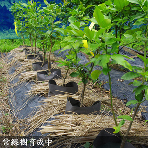 柑橘類 レモン(檸檬)ユーレカレモン 3年生 苗木 《訳あり》