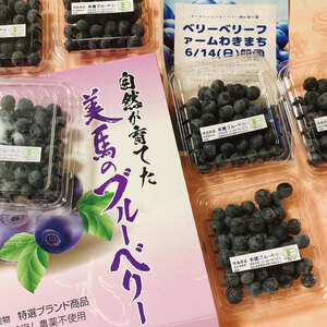 ブルーベリー 大粒 600g 6月から7月末まで発送 ドリームチーム