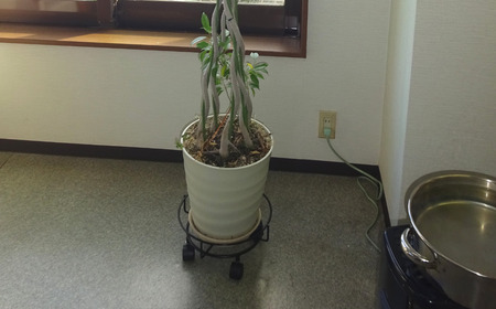 キャスター付鉢のせ台 S 植木鉢台 室内利用可 屋外 園芸用品  [株式会社オビタス] 【010S391】